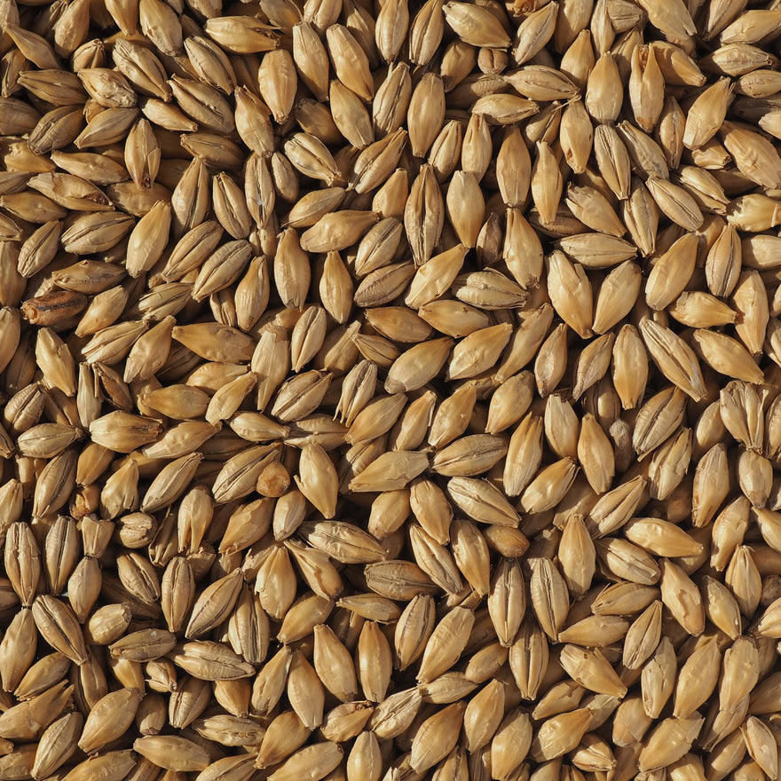 Crisp Dextrin Malt | For Bigger, Bolder and Fuller Beers