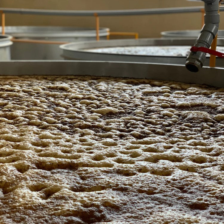 How to Make Agave Wash "Mosto Vivo!" the Easy Way with HB Agave Pure
