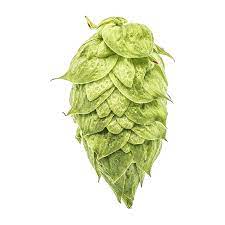 Ekuanot™ HBC 366 US Hops