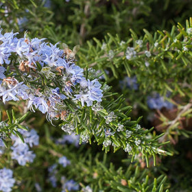 Rosemary | Vlavour™ | Rosmarinus officinalis - 0