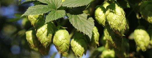 Columbus Bine