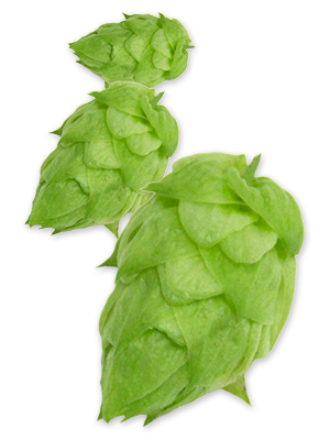 hop-warrior