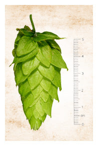 Motueka_Cone
