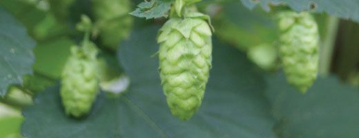 Mandarina Bavaria Bine