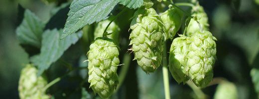 mosaic bine