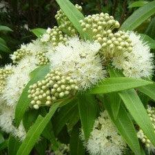 BeerCo Lemon Myrtle Blavour