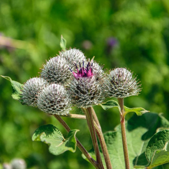 Burdock Root Cut | Arctium Lappa