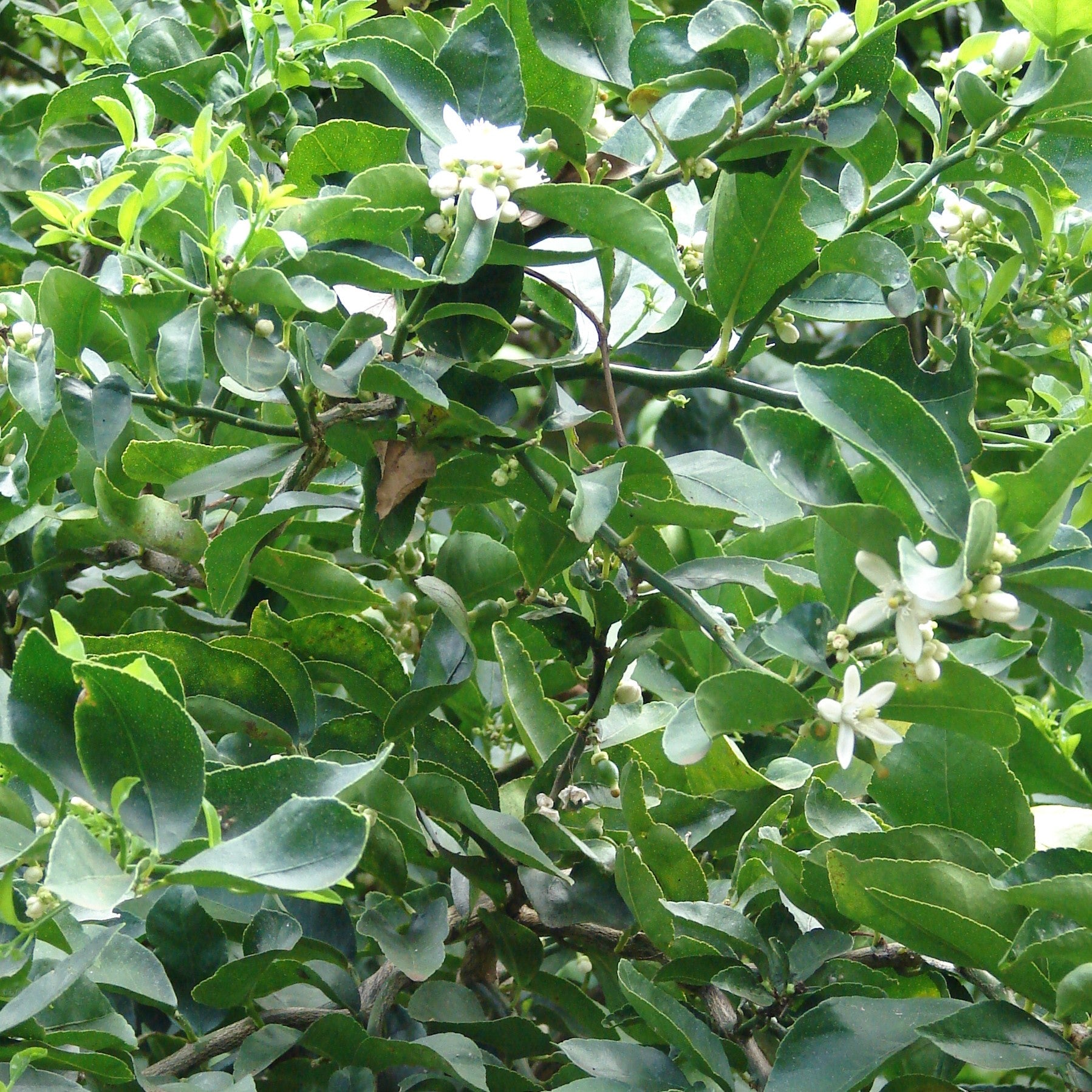 Lime Leaf | Bextract™ | Citrus latifolia
