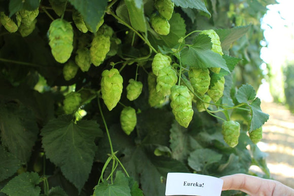 EUREKA! Hopsteiner #05256 US Hops