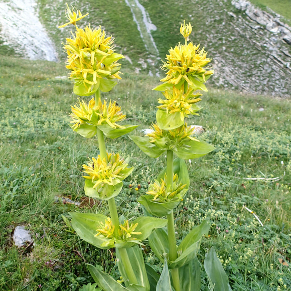 Gentian Root Cut | Gentiana Lutea