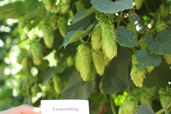 Lemondrop™ Hopsteiner #01210 US Hops