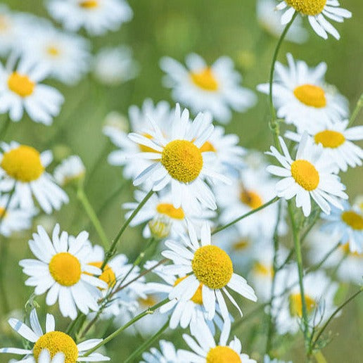 Organic Chamomile Flowers | Asteraceae | Matricaria recutita