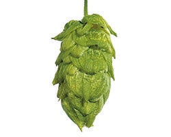 Nugget US Hops