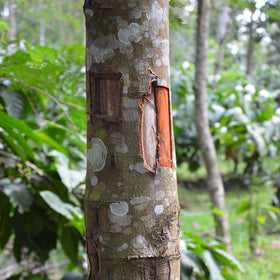 Cinnamon Sticks | Cassia vera - 0