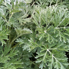 Wormwood | Artenesia absinthum - 0