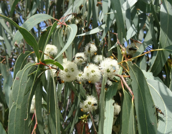 Red Stringy Bark (Eucalyptus Macrorhynhca) Flowers