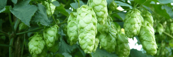 Melba Cones