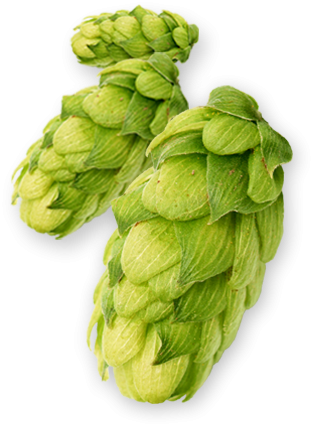 Centennial US Hops