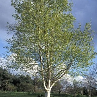 Birch Leaf | Betula Alba