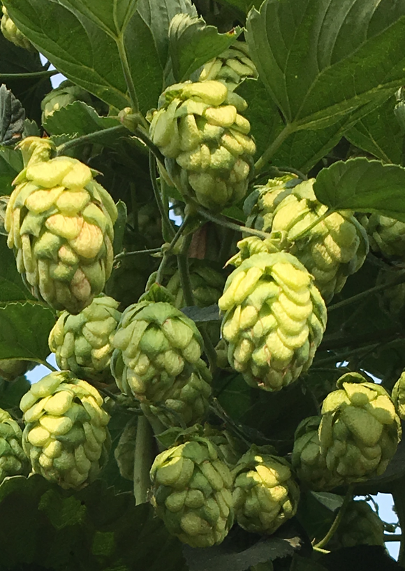 Strata® OR91331 US Hops