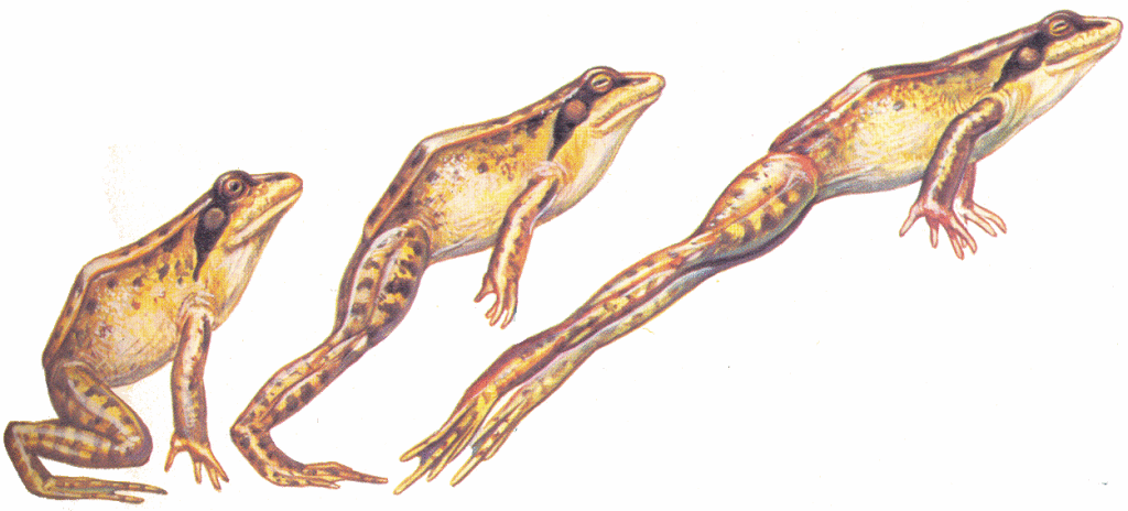 Hop Frog Garden Pale Ale