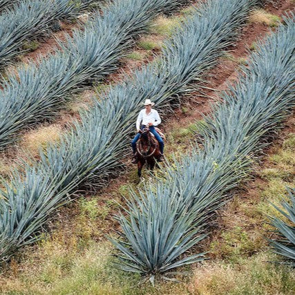 How Raw Agave Syrup became a Millennial Treasure of Mexican Culture