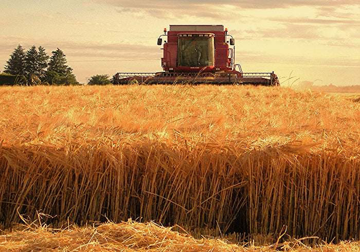 The Search for Great Beer begins with a great Barley Harvest