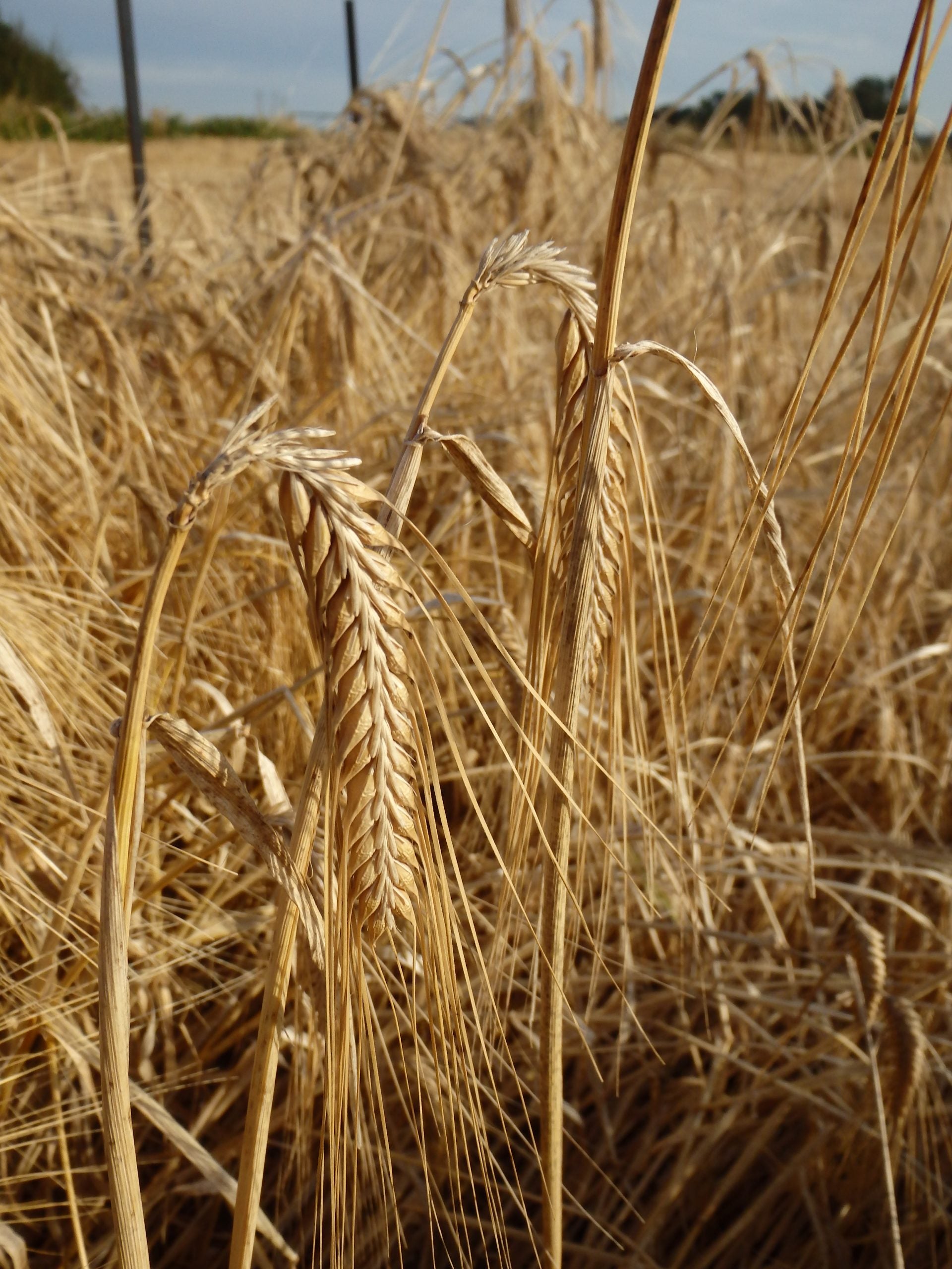 A HERITAGE GRAIN PAVING THE WAY FOR MODERN BARLEY - CRISP PLUMAGE ARCHER