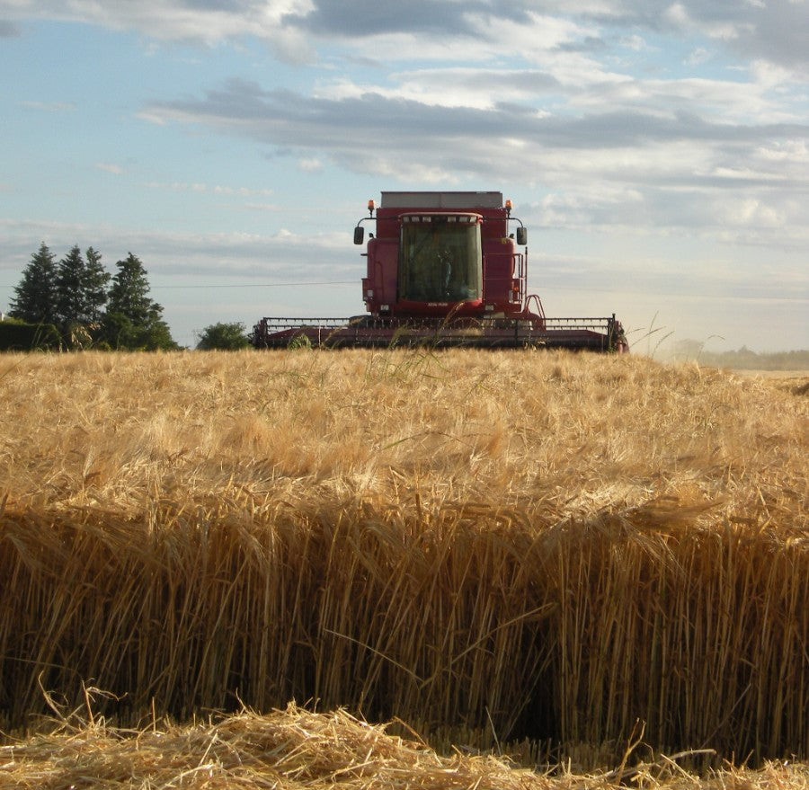 2016 Gladfield Malt Harvest