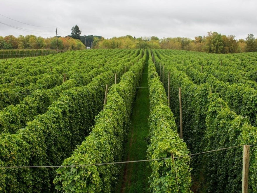 Queensland Homebrewers Conference 2017 - Hops - BeerCo