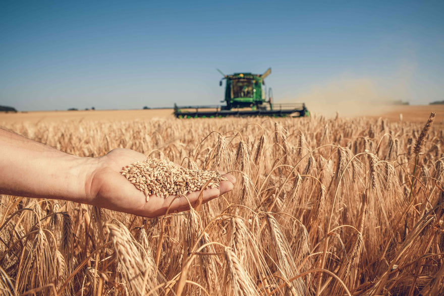 Malteurop Australian Barley Harvest | Crop Report | 2024 update