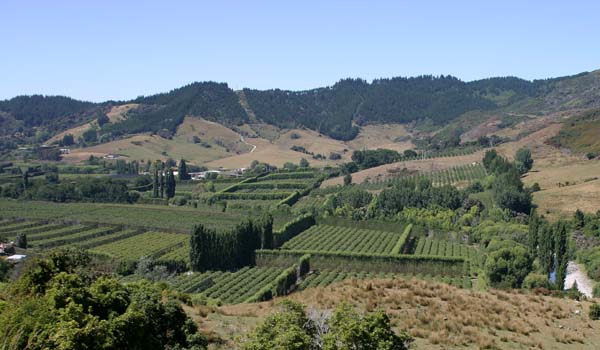 Takaka Pale Ale - Homebrew Recipe