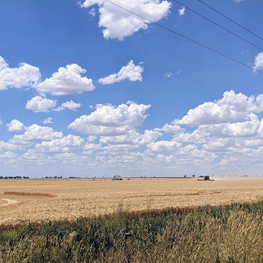 Australian Barley Harvest – Crop Report – 2022