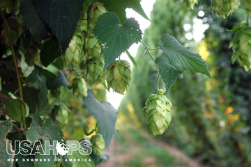 US Hops