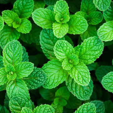 peppermint