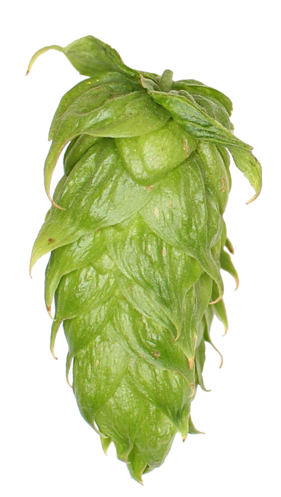 Bravo US Hops