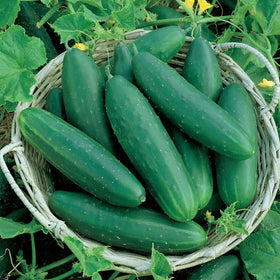 Cucumber | Vlavour™ | Cucumis sativus