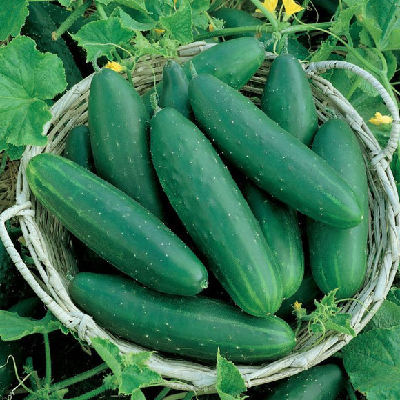 Cucumber | Vlavour™ | Cucumis sativus