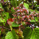 Cinchona Bark Red Quinine | Cinchona succirubra-2