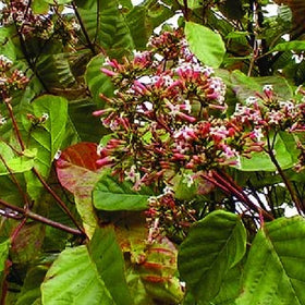 Cinchona Bark Red Quinine | Cinchona succirubra - 0