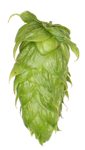 Spalt Spalter GR Hops