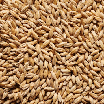 Joe White Signature Pilsner Malt