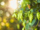 NZH-106 NZ Hops-6