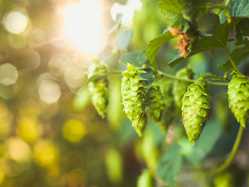 NZH-106 NZ Hops - 0