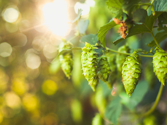 NZH-106 NZ Hops