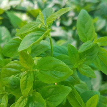 River Mint Vlavour | Mentha Australis - 0