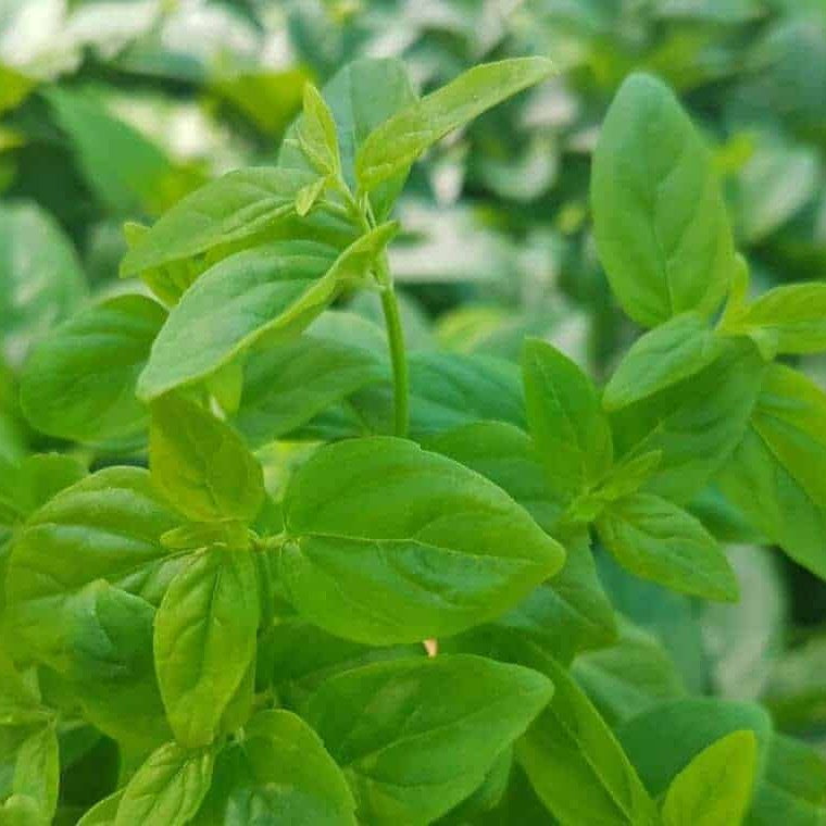 River Mint Vlavour | Mentha Australis - 0