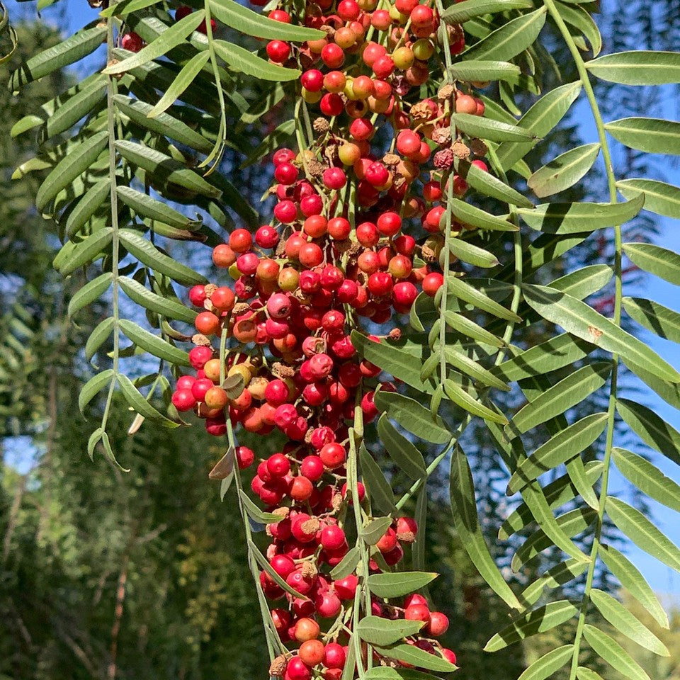 Pink Peppercorns Whole | Schinus terebinthifolius