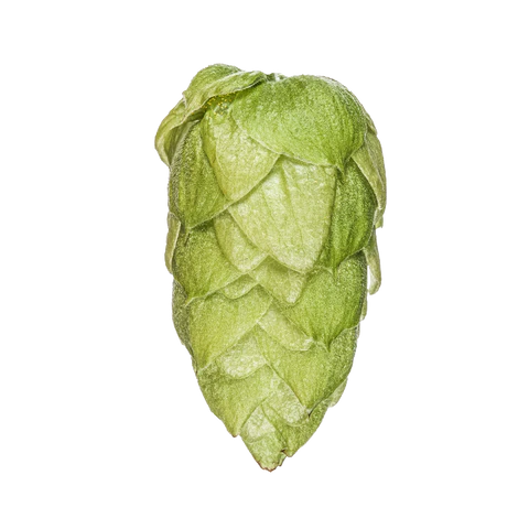 Riwaka NZ Hops