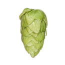 Riwaka NZ Hops-6
